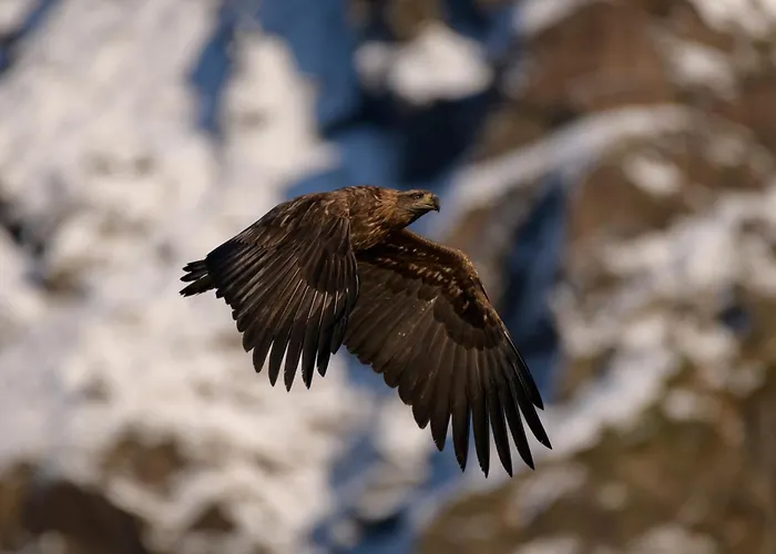 Appartement Superior Mountain View Lofoten