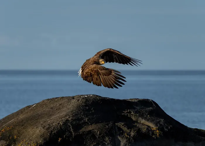 Superior Mountain View Lofoten