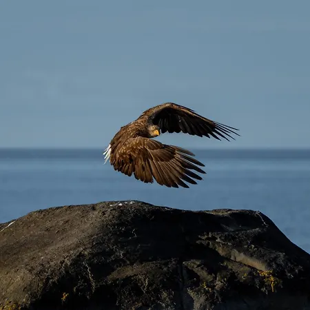 Superior Mountain View Lofoten
